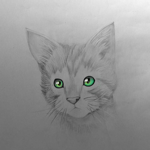 Cat drawing.