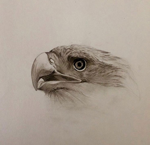 Eagle drawing.